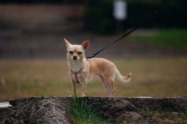 Découvrez les incroyables bienfaits du jus de grenade pour une prostate forte et saine !