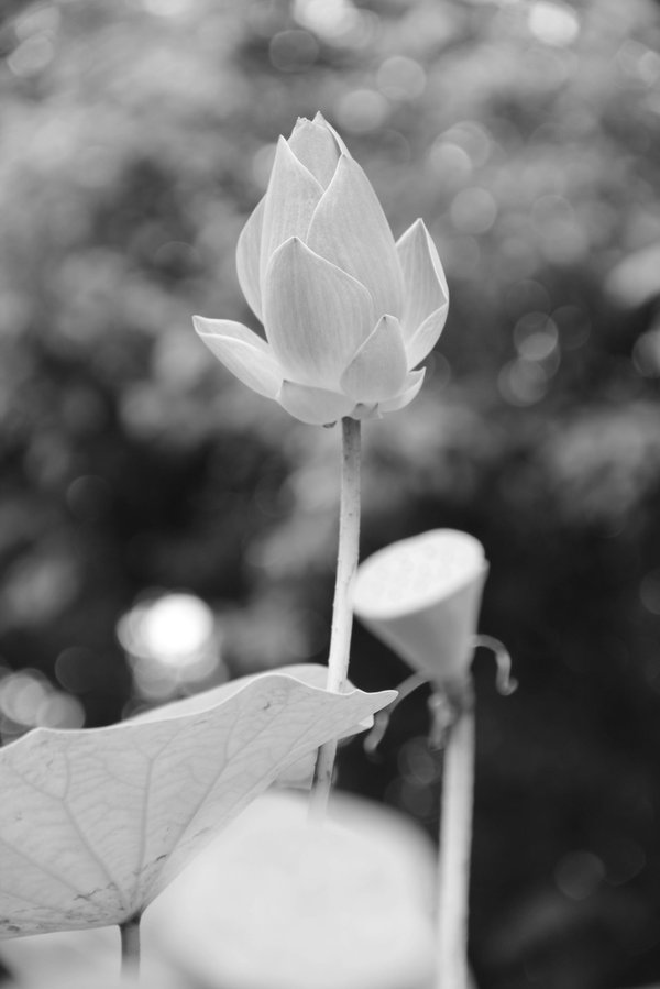 Les bienfaits incroyables et l'utilisation du nigelle